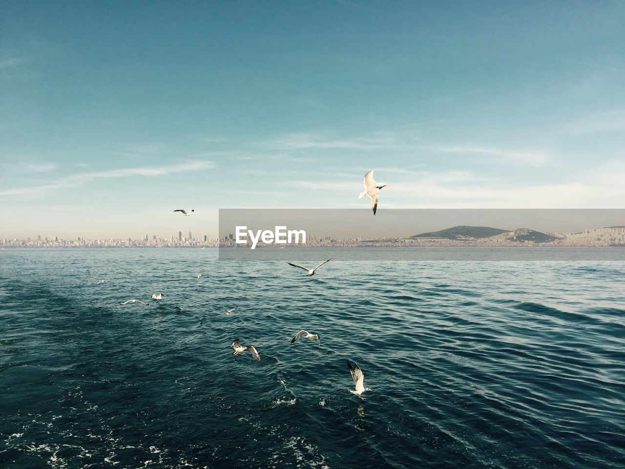 Seagulls flying over sea against sky