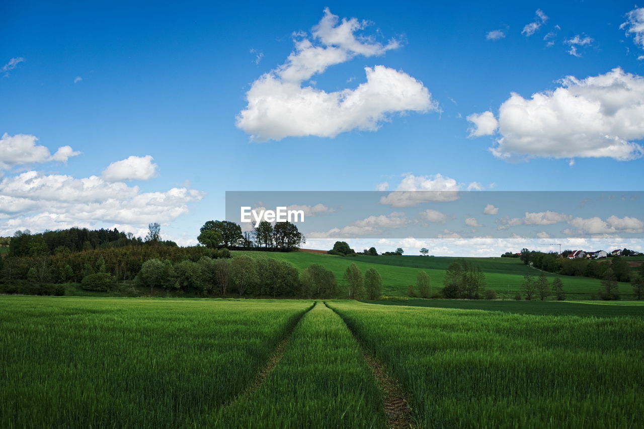 Scenic view of agricultural field against blue sky with fluffy white clouds. tractor traces. 