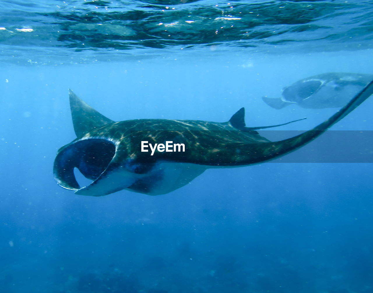 Manta ray swimming in sea