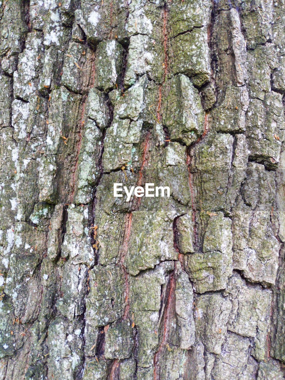 FULL FRAME SHOT OF TREE BARK