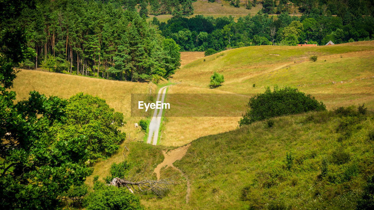 High angle view of road amidst trees