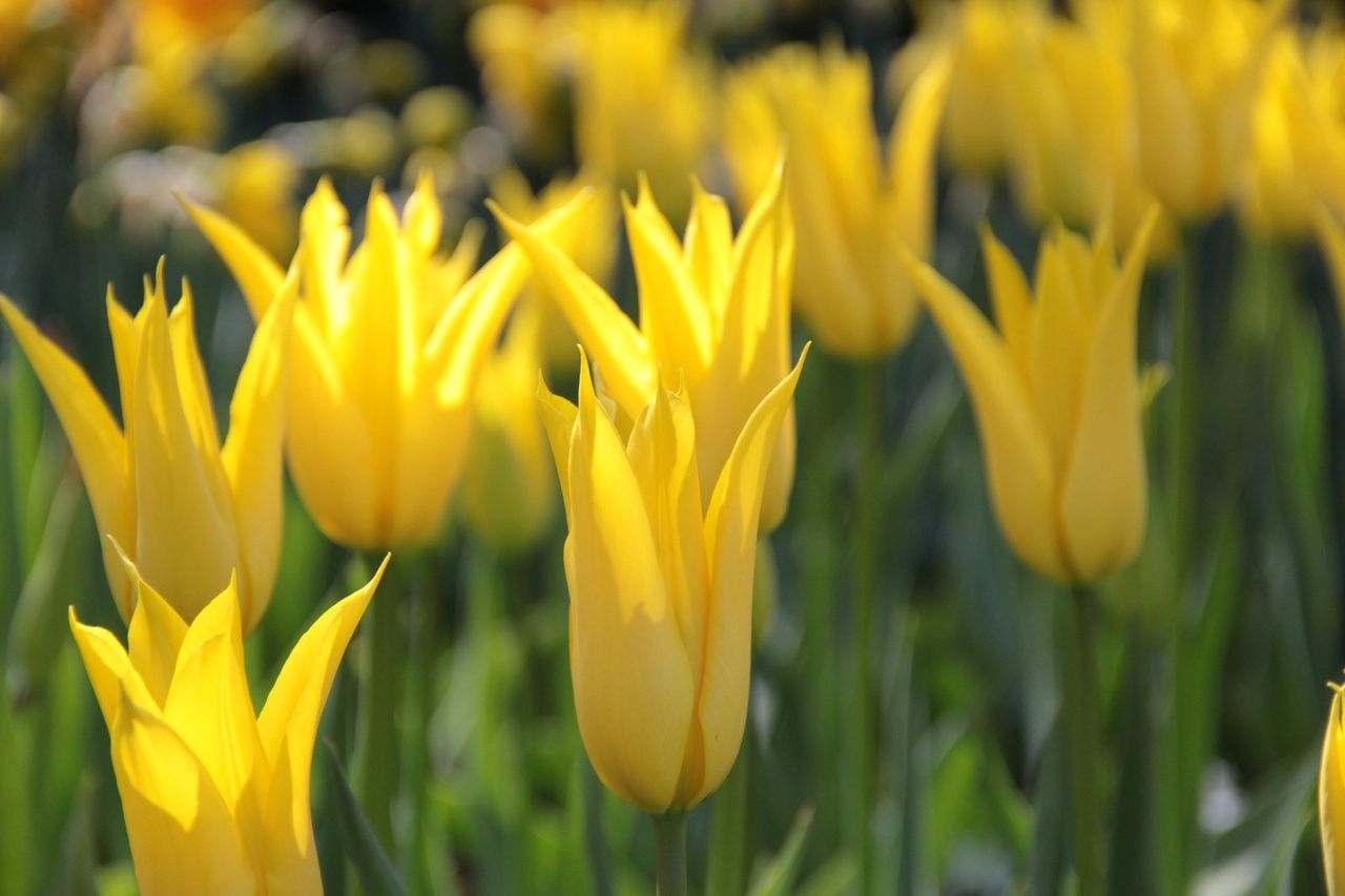 Close-up of yellow flower