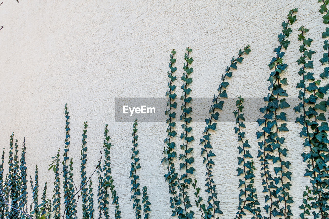 CLOSE-UP OF WALL WITH IVY