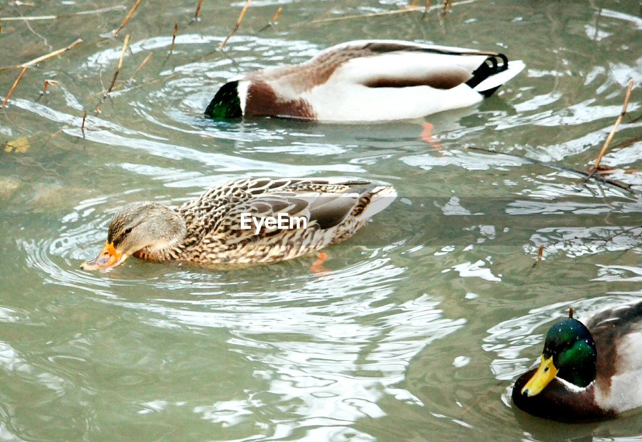 High angle view of mallard ducks in lake