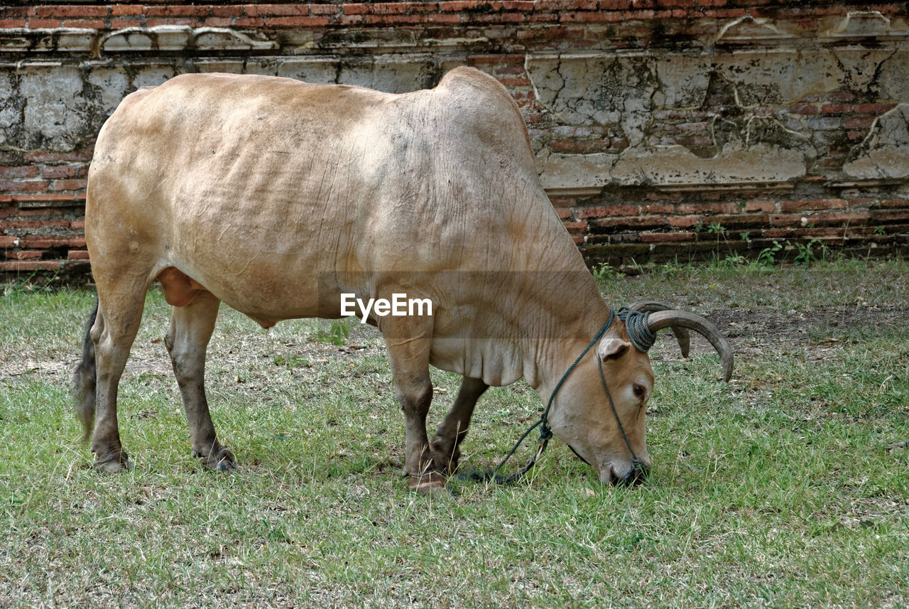 Cow grazing on grassy landscape