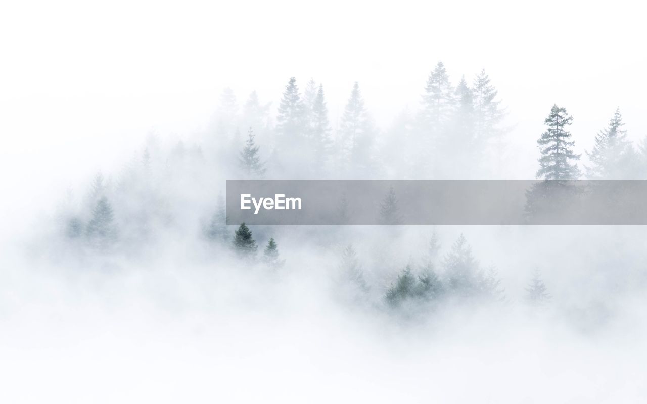 Scenic view of trees during foggy weather