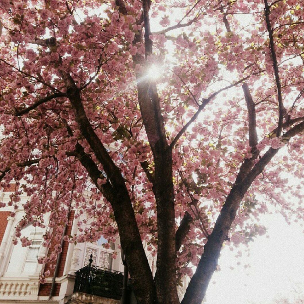 LOW ANGLE VIEW OF TREE AGAINST SKY