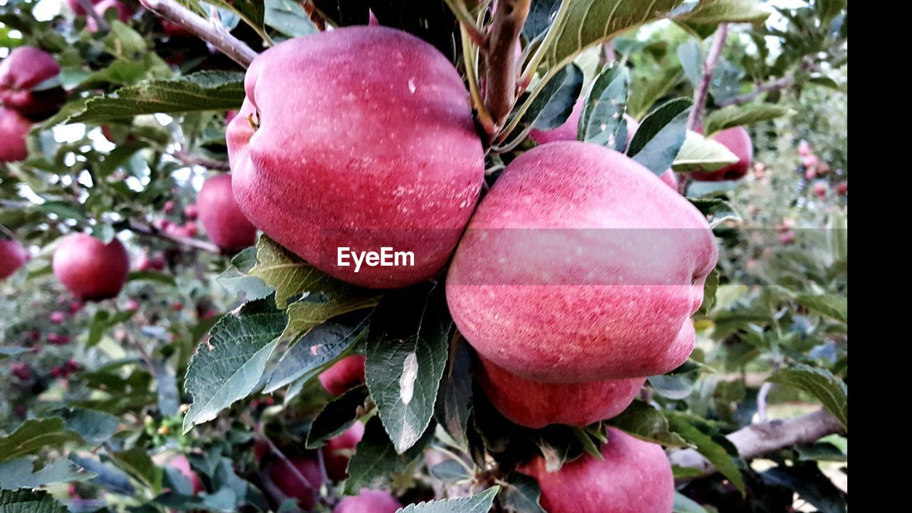 CLOSE-UP OF FRUITS ON TREE