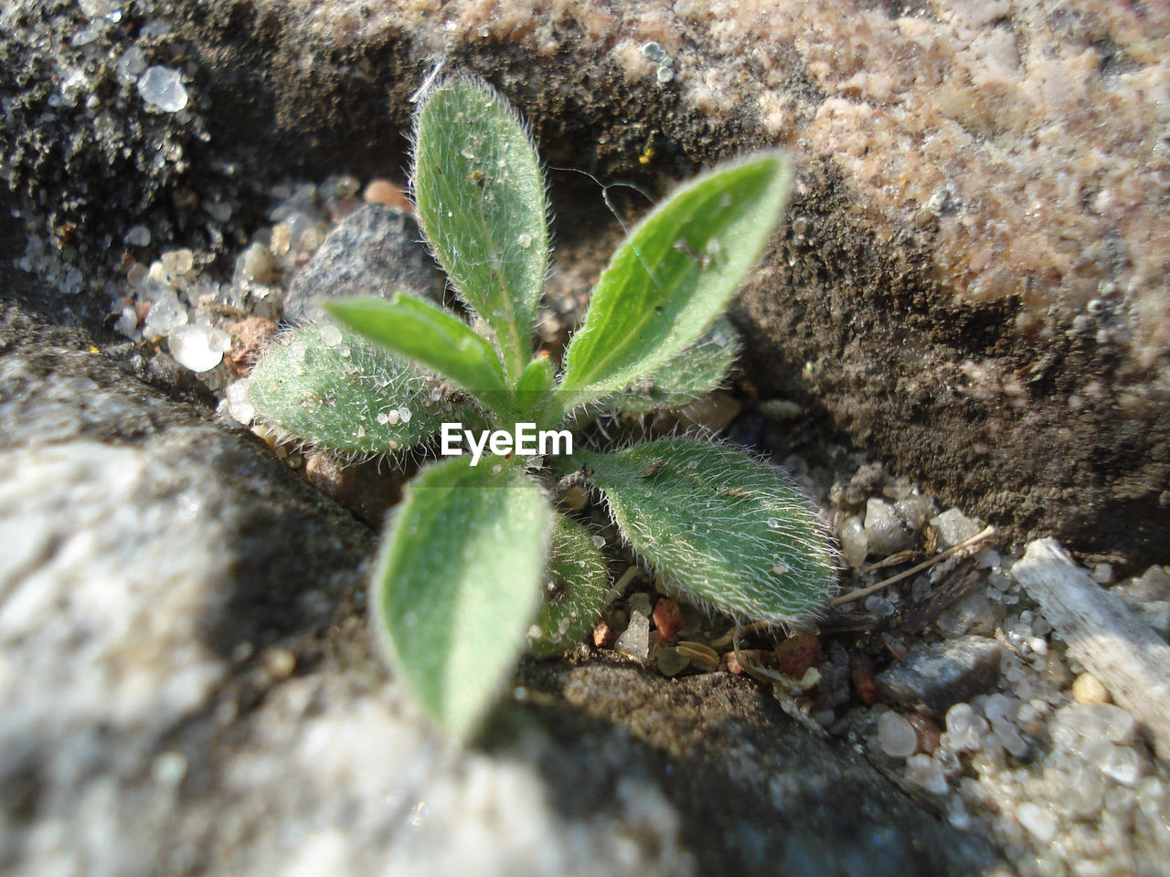 Close-up of plants