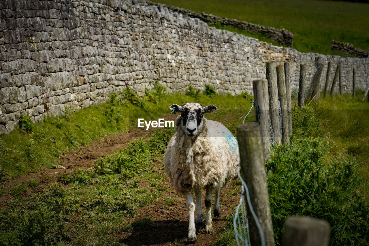 PORTRAIT OF SHEEP STANDING AGAINST WALL