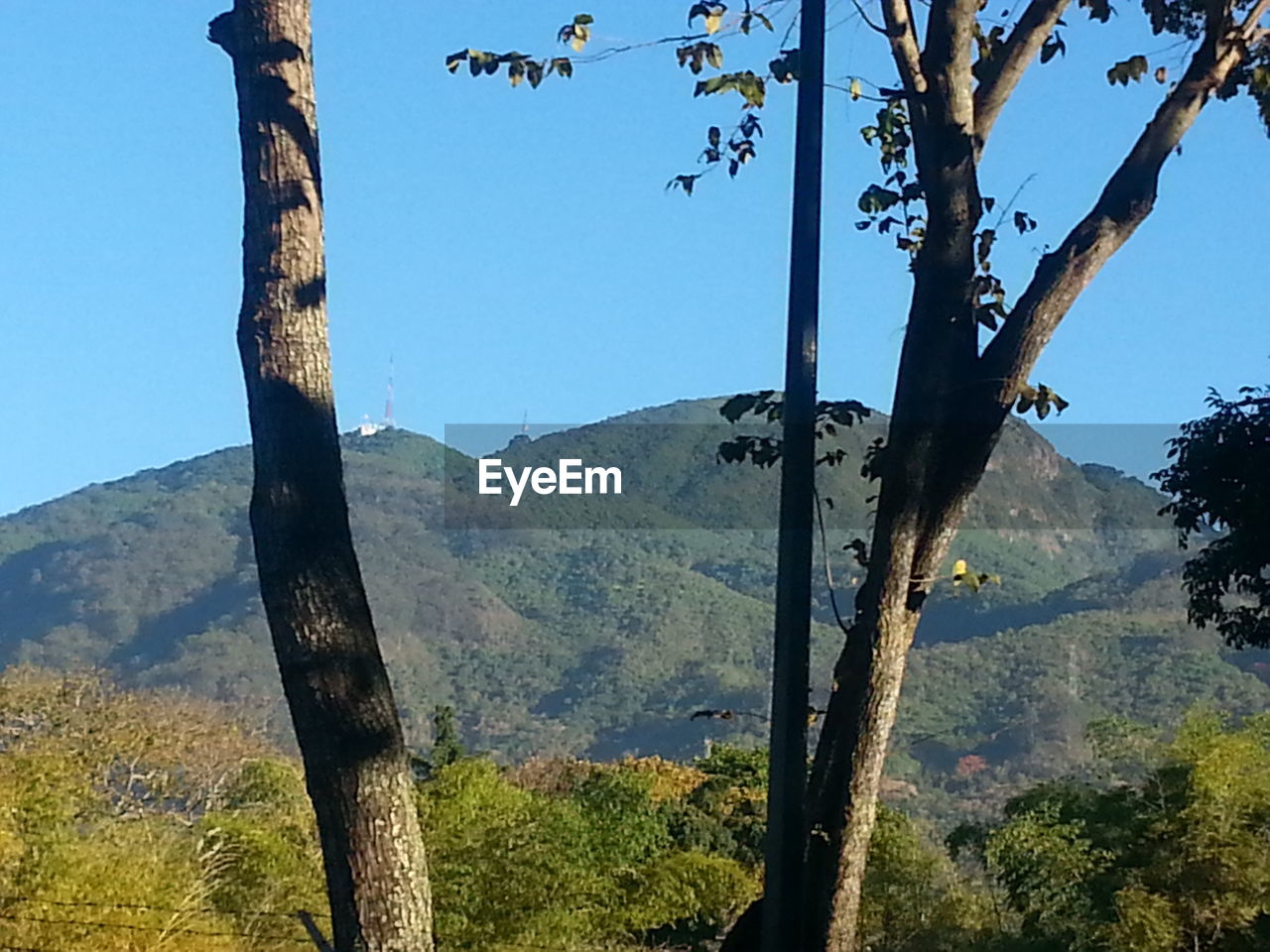 TREES ON MOUNTAIN AGAINST CLEAR SKY