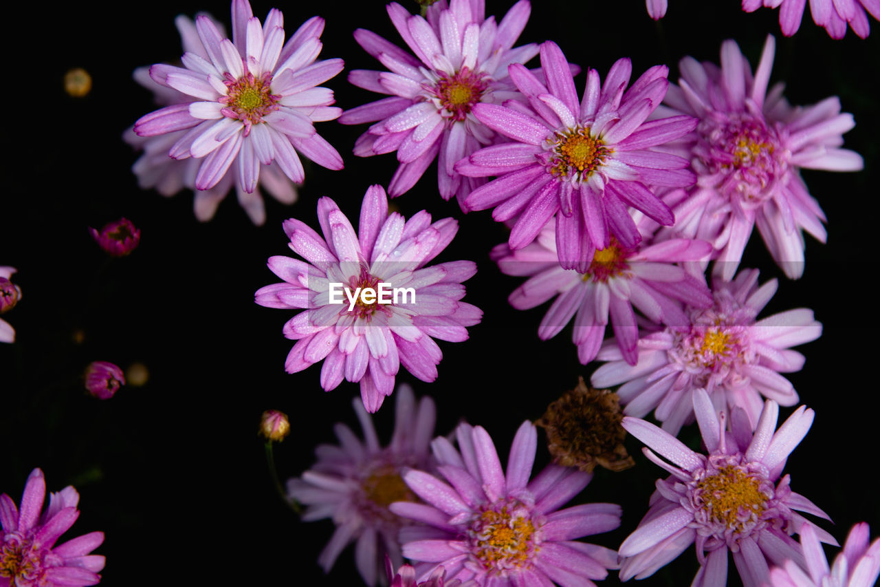 CLOSE-UP OF PINK AND PURPLE FLOWERS AGAINST BLACK BACKGROUND