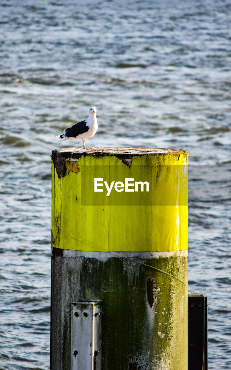 BIRD PERCHING ON WOODEN POST