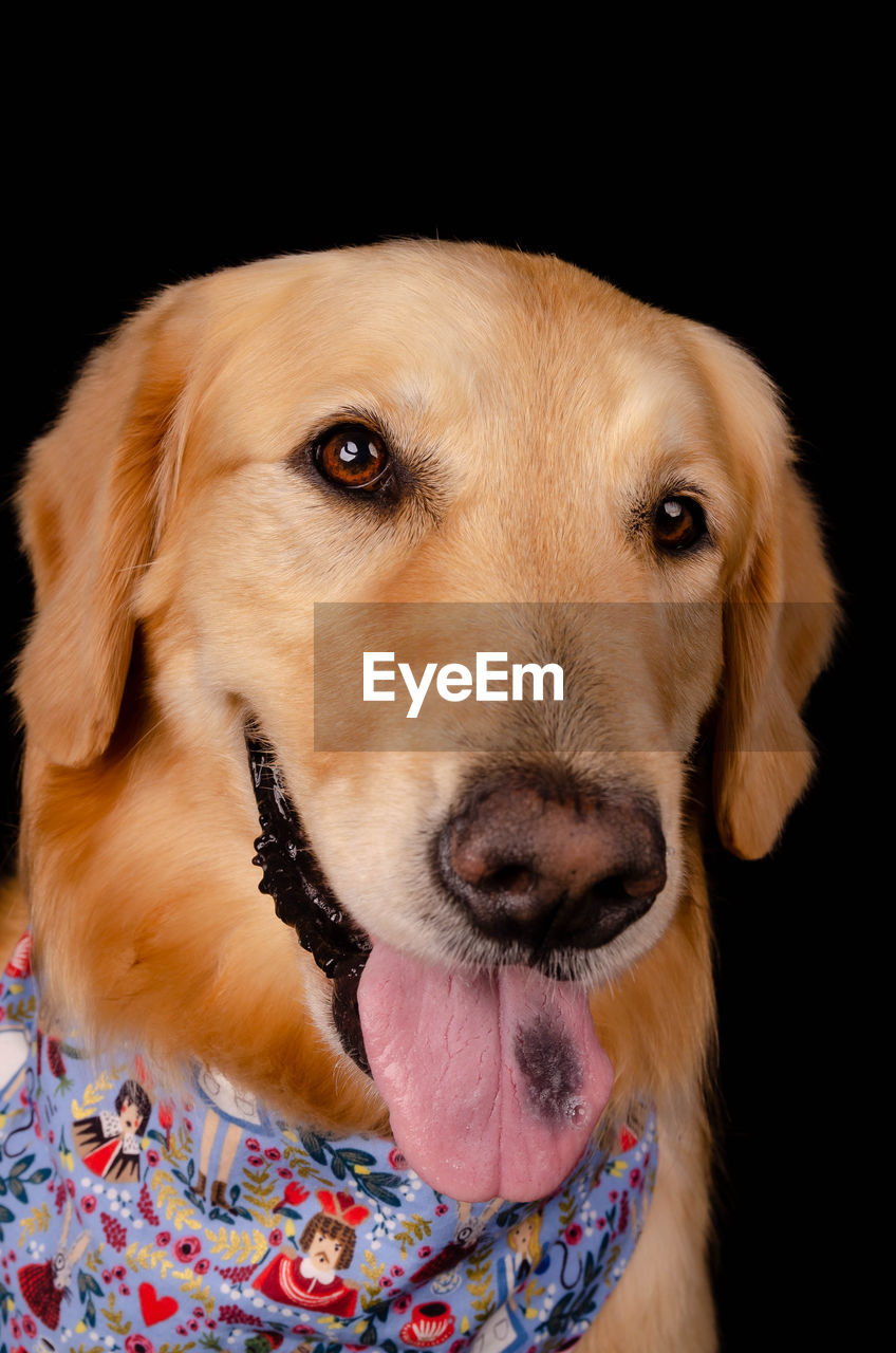 CLOSE-UP PORTRAIT OF A DOG