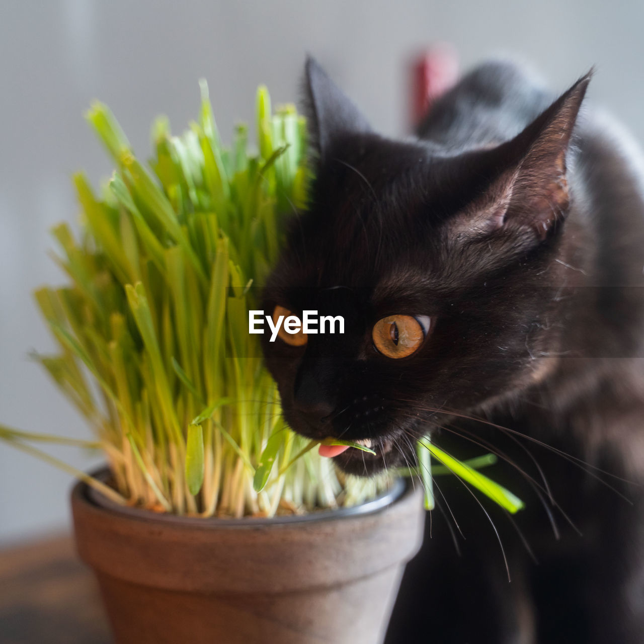 cat, animal, animal themes, pet, mammal, domestic animals, domestic cat, black cat, one animal, feline, whiskers, felidae, small to medium-sized cats, black, plant, potted plant, animal body part, no people, indoors, close-up, houseplant, flower, flowerpot, portrait, nature, gray, animal head
