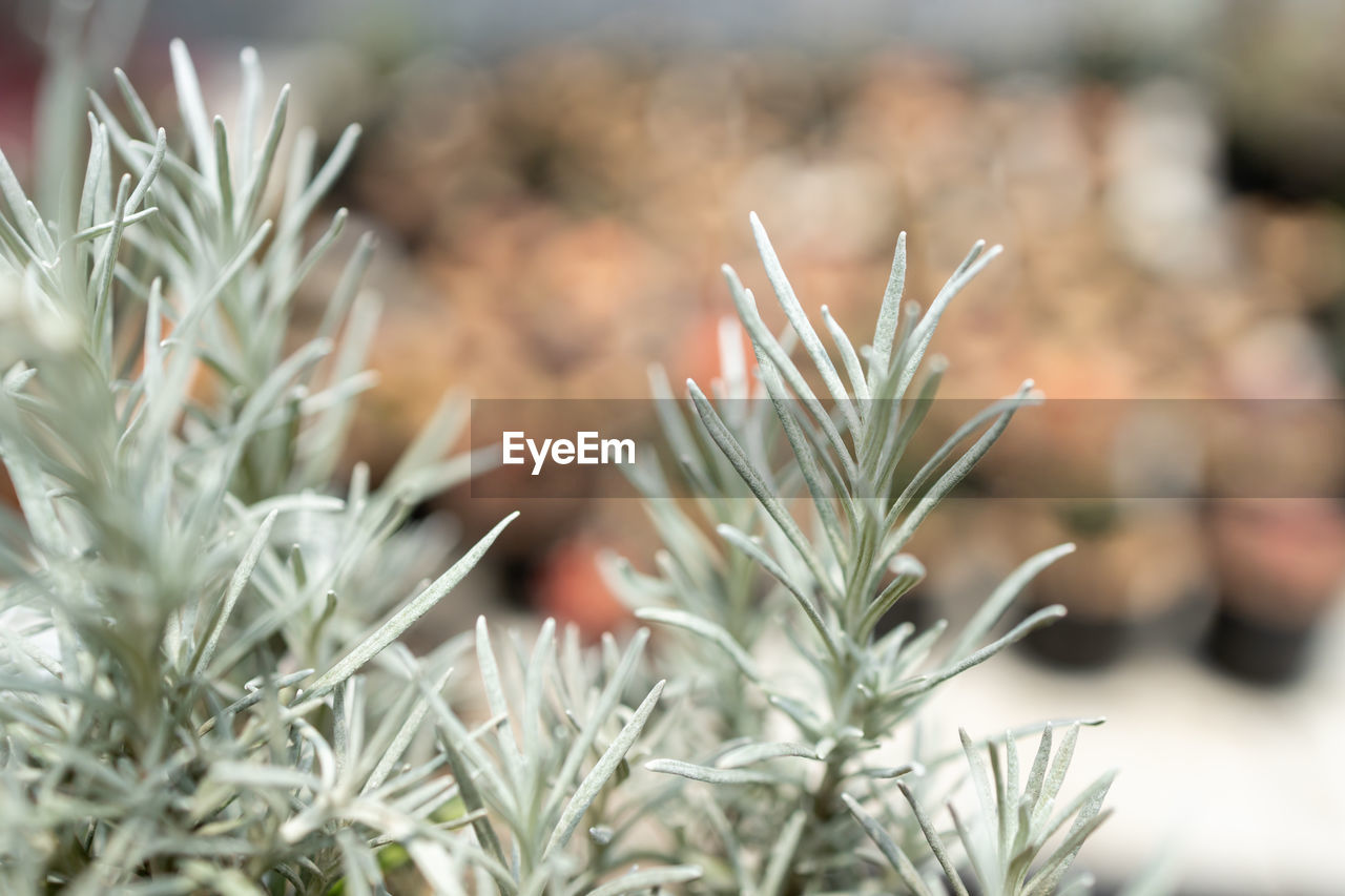 CLOSE-UP OF SNOW ON PINE TREE