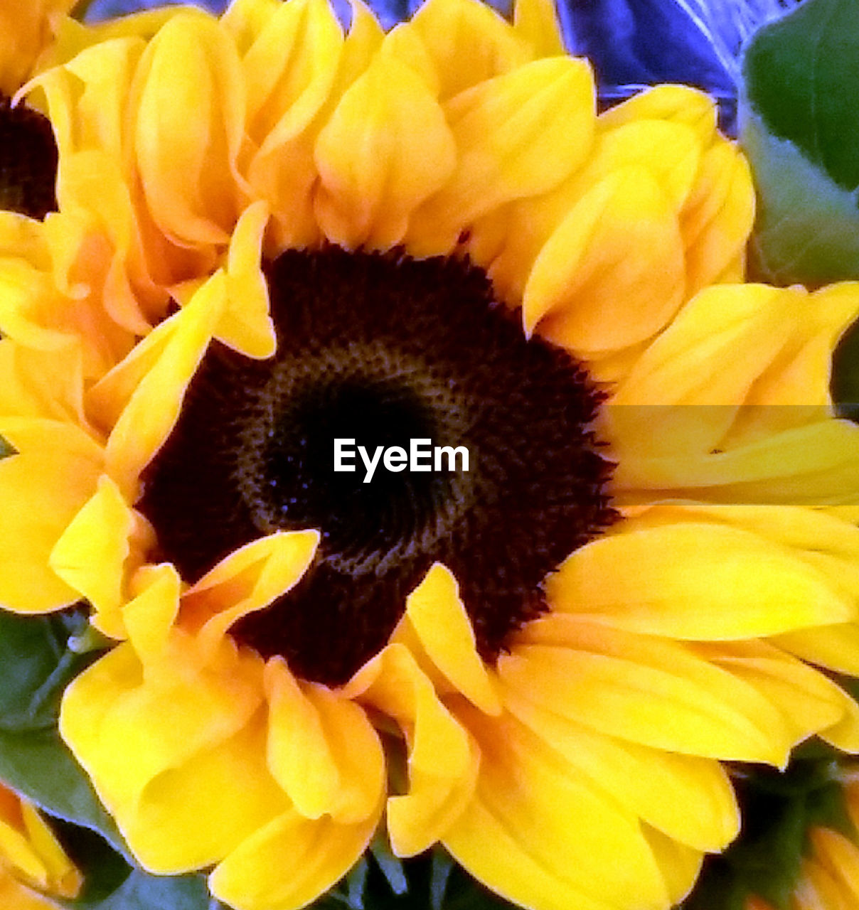 CLOSE-UP OF YELLOW FLOWERS