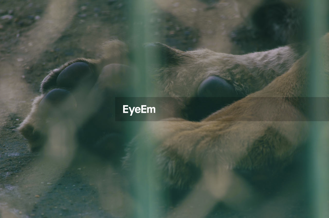 CLOSE-UP OF DOG WITH MOUTH OPEN