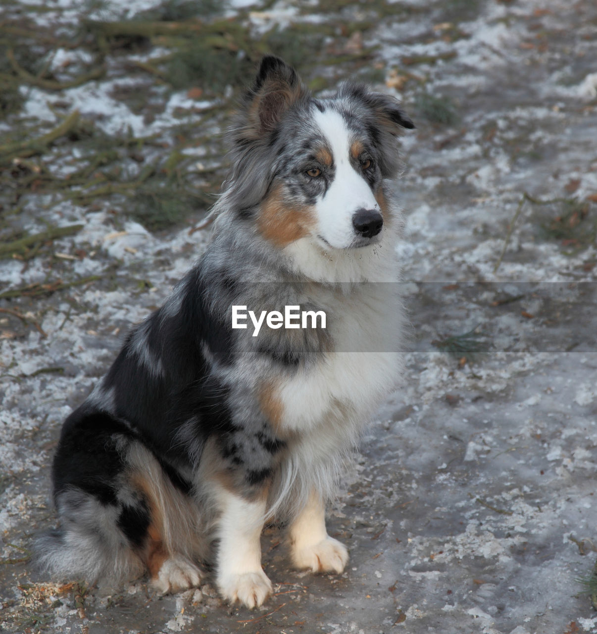 CLOSE-UP OF DOG ON GROUND