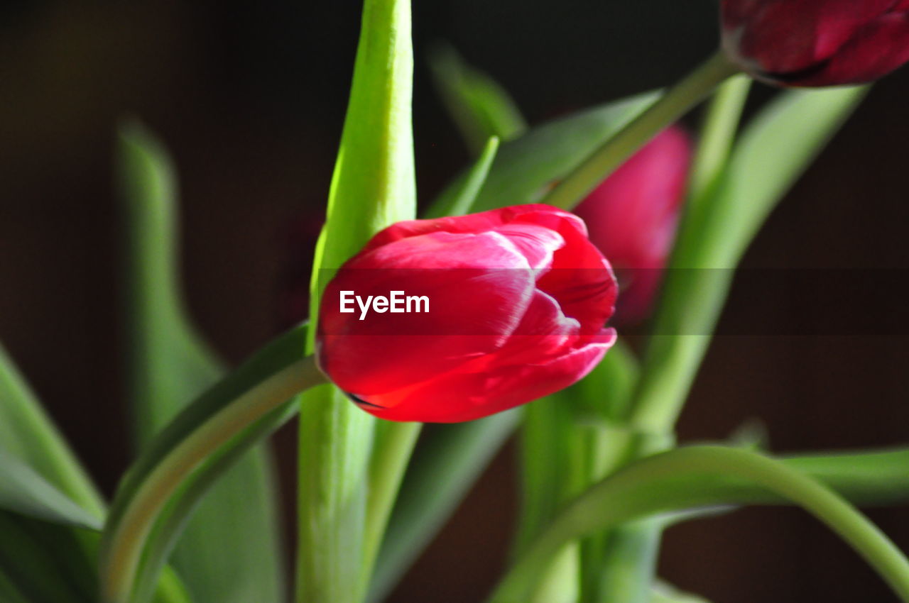 flower, plant, flowering plant, freshness, beauty in nature, close-up, petal, tulip, fragility, red, plant stem, nature, growth, inflorescence, flower head, leaf, plant part, macro photography, no people, green, focus on foreground, bud, springtime, botany, outdoors, pink, rose, selective focus, blossom