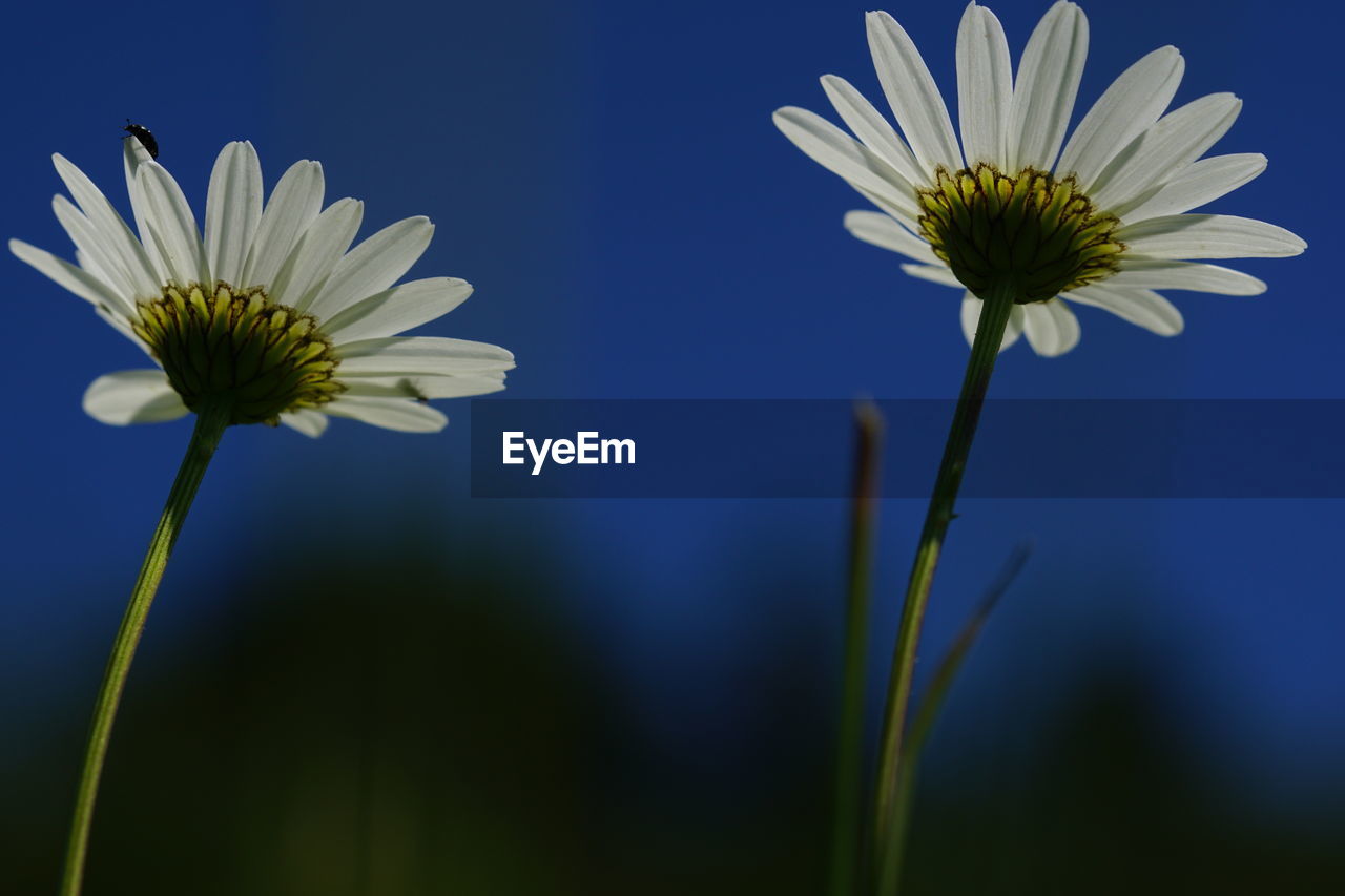 Close-up of white daisy against blue sky