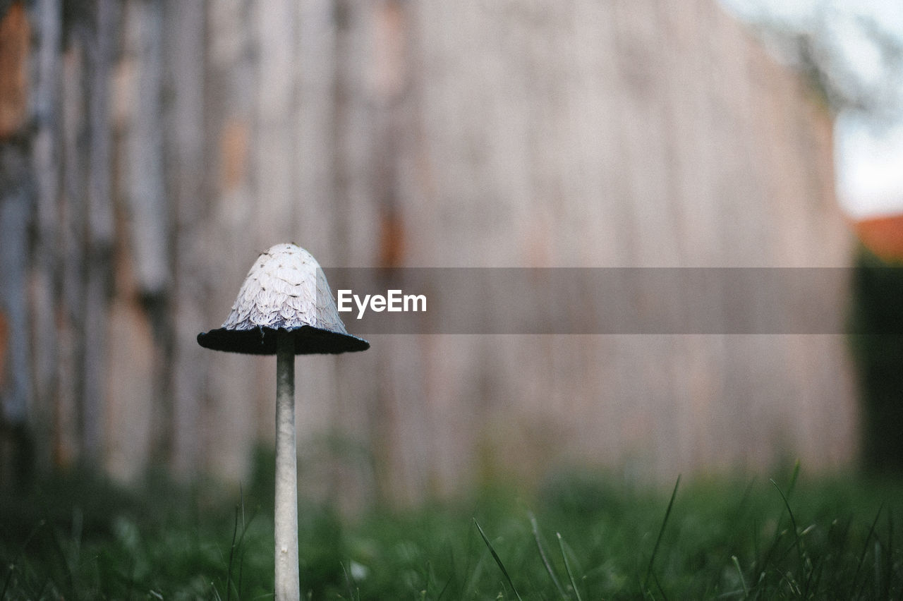 Close-up of mushroom on field