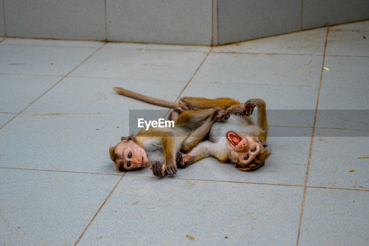 High angle view of monkeys on floor