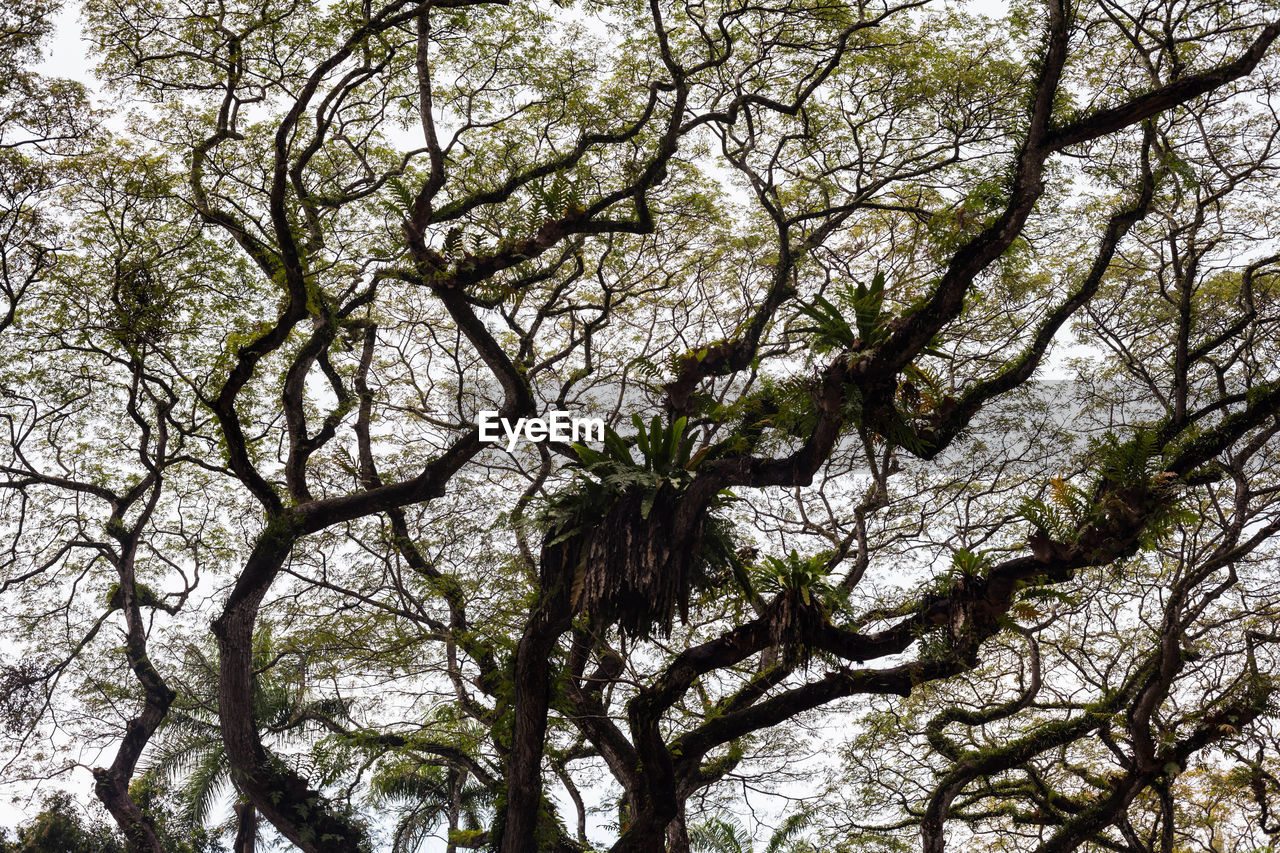 LOW ANGLE VIEW OF TREE AGAINST SKY