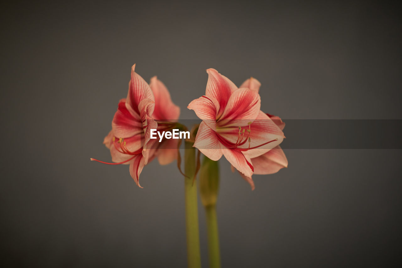 CLOSE-UP OF PINK FLOWER AGAINST BLACK BACKGROUND