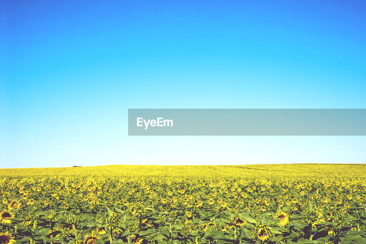 Yellow flowers growing on field against clear blue sky