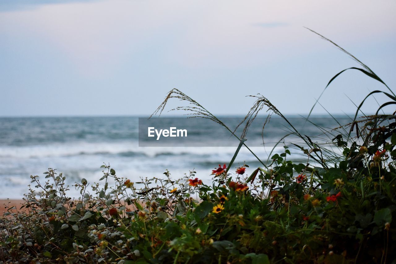 Close-up of flowering plants by sea against sky