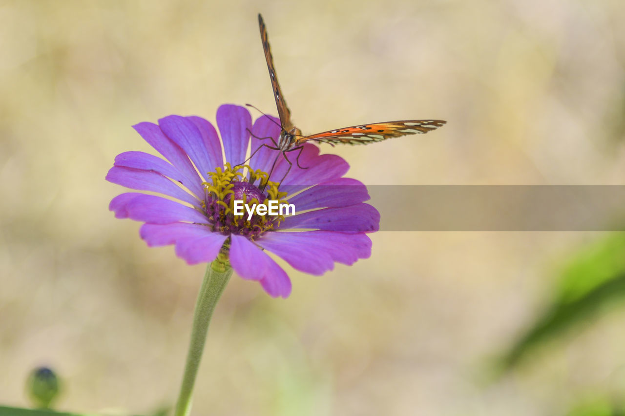 CLOSE-UP OF BUTTERFLY POLLINATING FLOWER