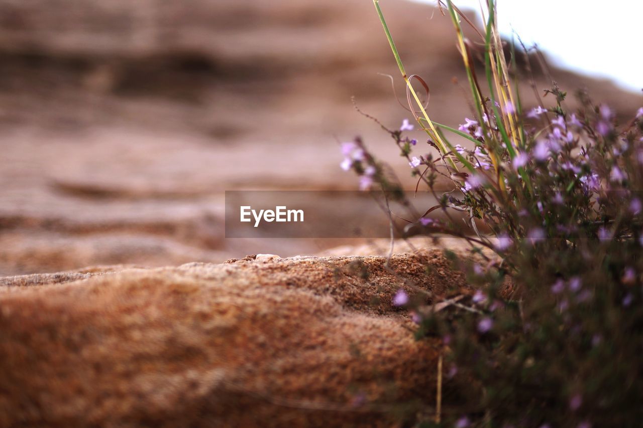 Close-up of purple flowering plants on land