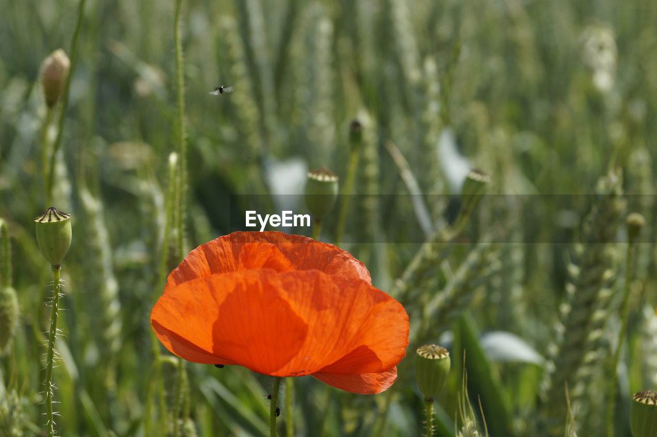 Close-up of orange poppy in field