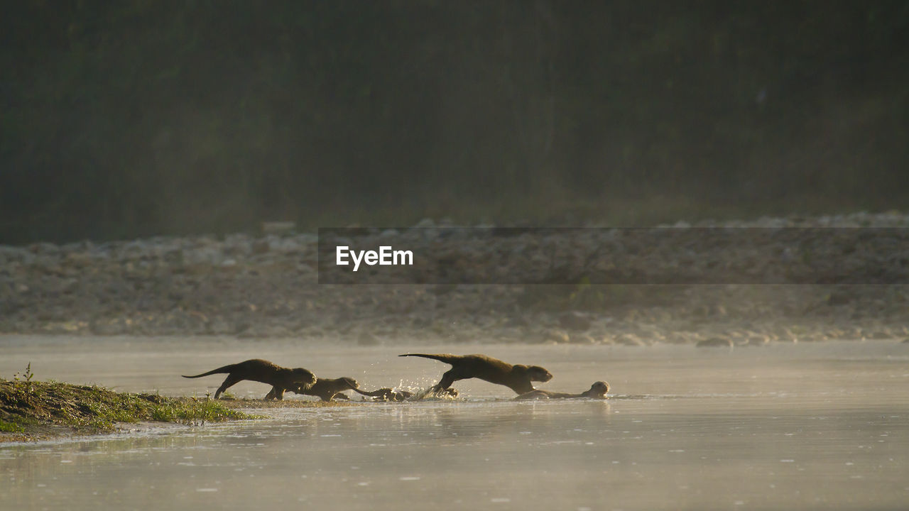 SIDE VIEW OF TWO BIRDS ON WATER