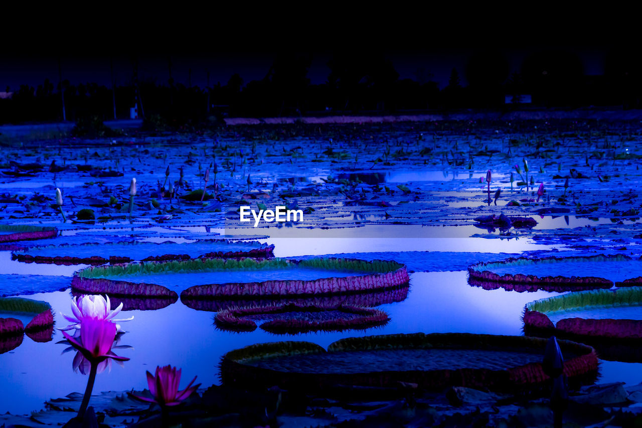 VIEW OF WATER LILIES IN LAKE