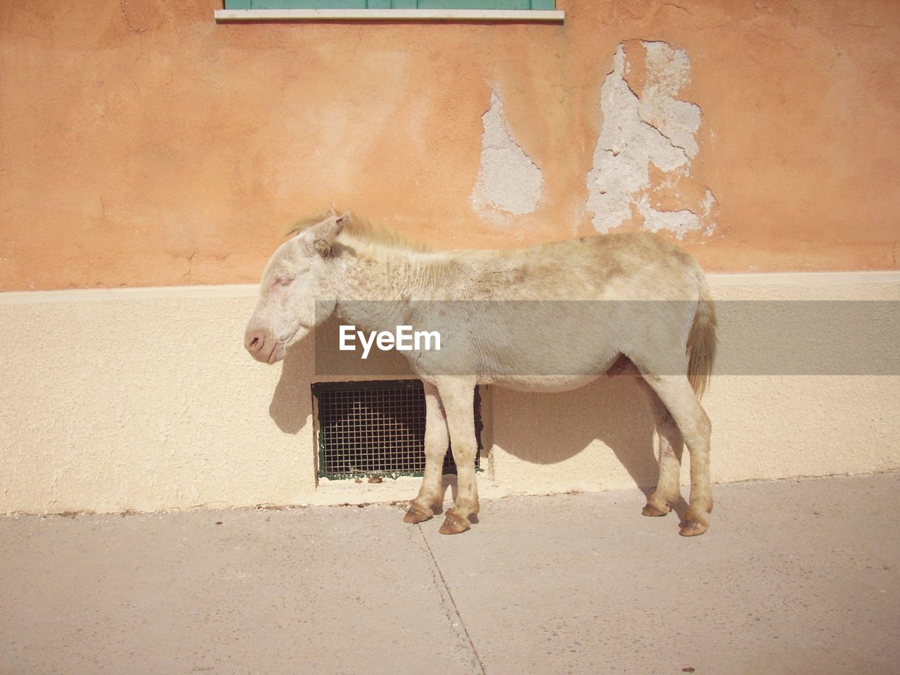 Side view of a donkey standing against wall in sardinia