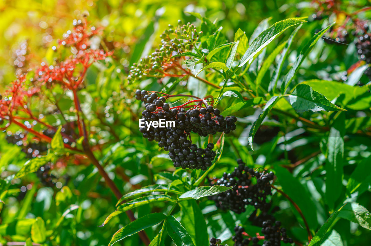 Brunches of ripe black elderberry, medicinal plant, coronavirus treatment, natural remedies.