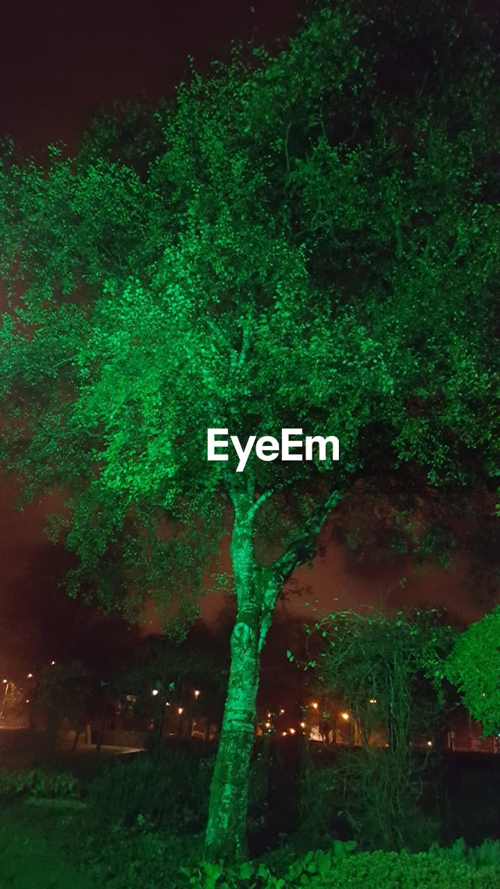 ILLUMINATED TREES IN PARK AT NIGHT