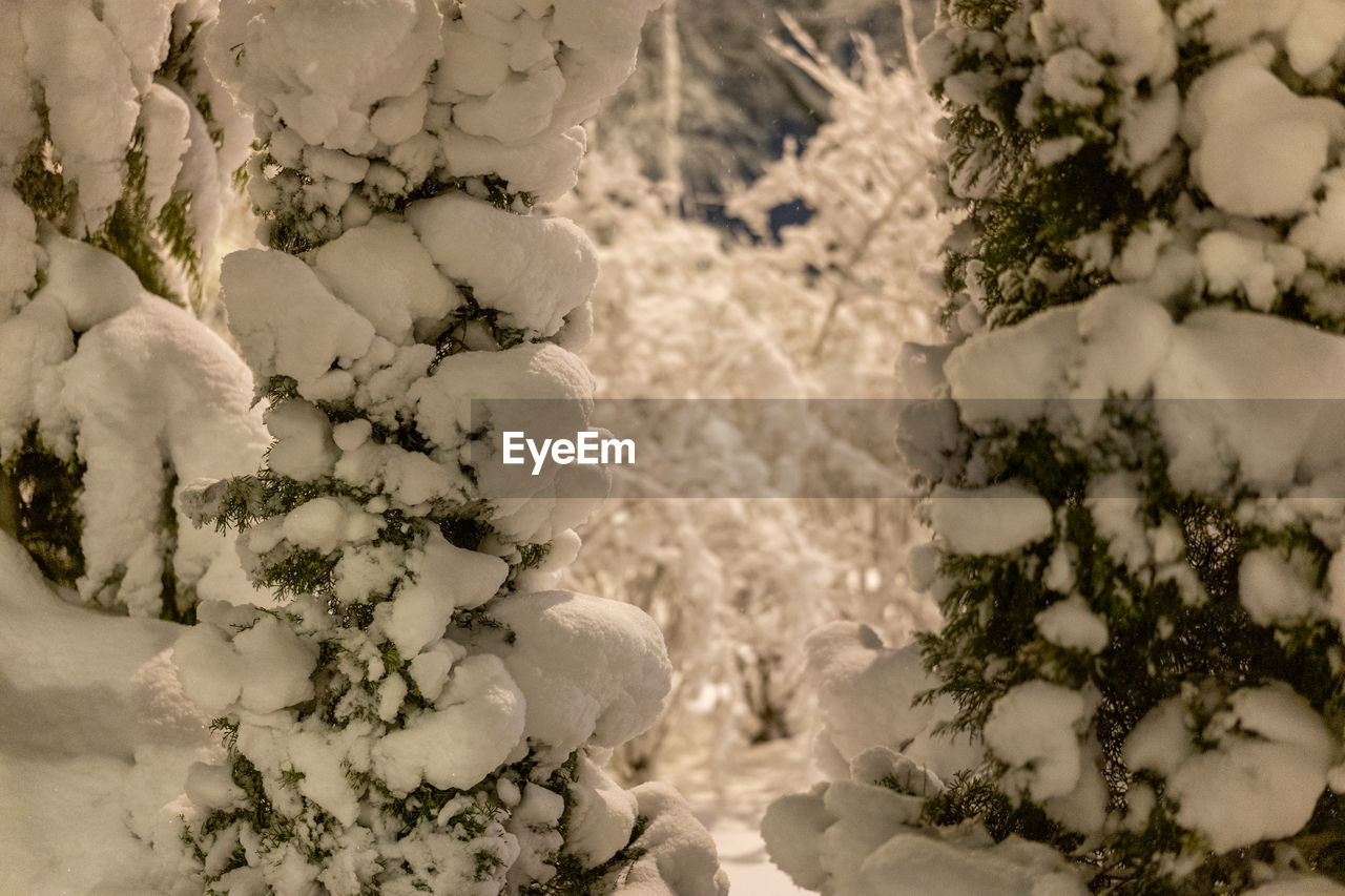 snow, winter, nature, plant, freezing, cold temperature, branch, no people, beauty in nature, tree, frozen, white, flower, outdoors, environment, day, coniferous tree, tranquility, ice, pinaceae, land, frost, pine tree, scenics - nature, close-up
