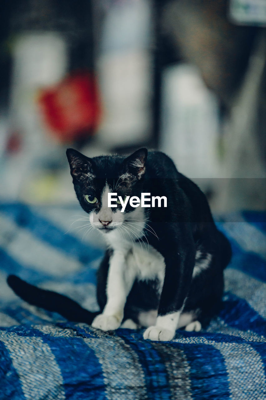 blue, animal, animal themes, mammal, cat, pet, domestic animals, one animal, black, domestic cat, feline, whiskers, kitten, felidae, small to medium-sized cats, no people, portrait, looking at camera, focus on foreground, white, carnivore