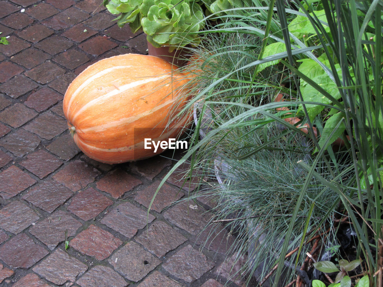 High angle view of pumpkin growing in back yard