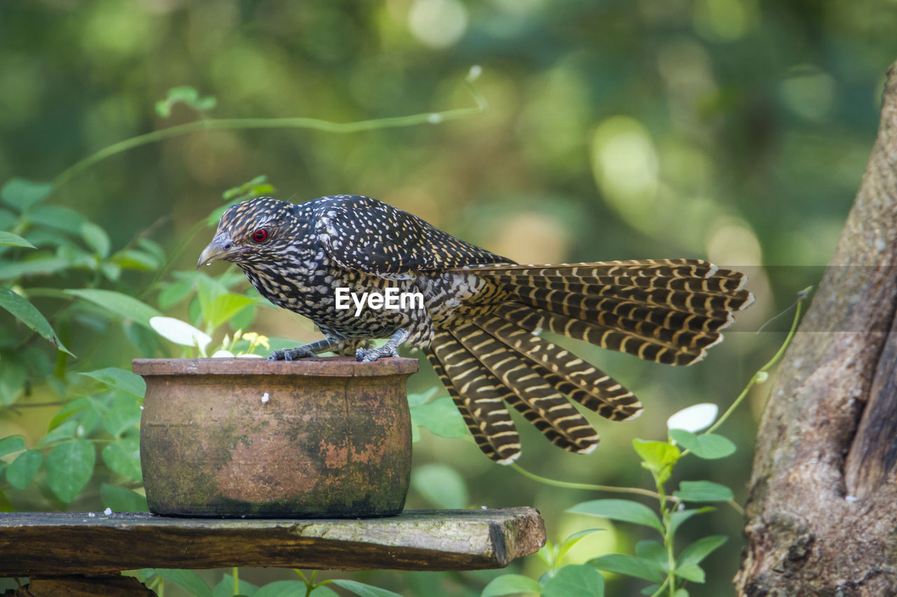 CLOSE-UP OF BIRD PERCHING ON WOODEN POST