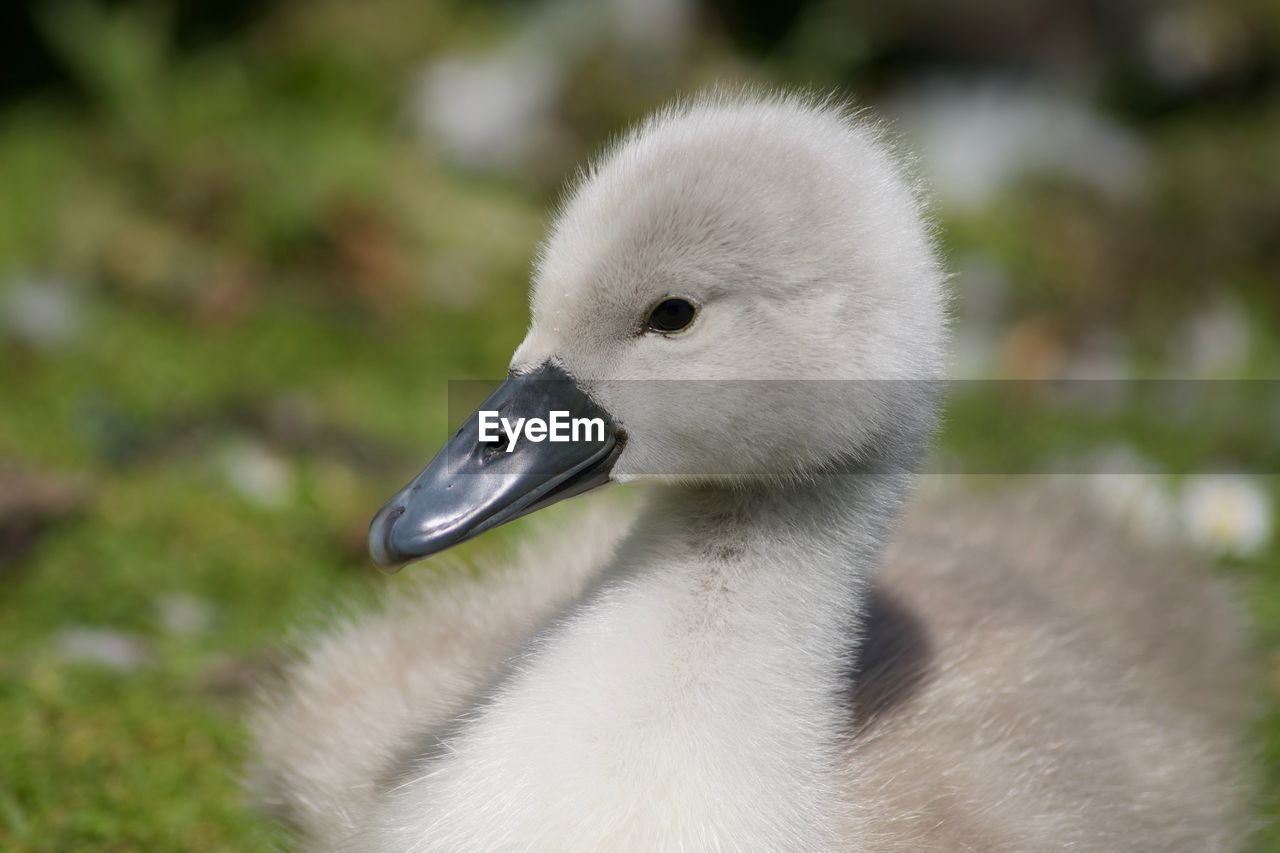 CLOSE-UP OF SWAN