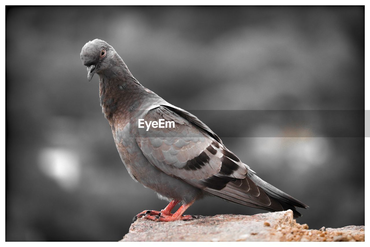 CLOSE-UP OF PIGEON PERCHING ON A BIRD