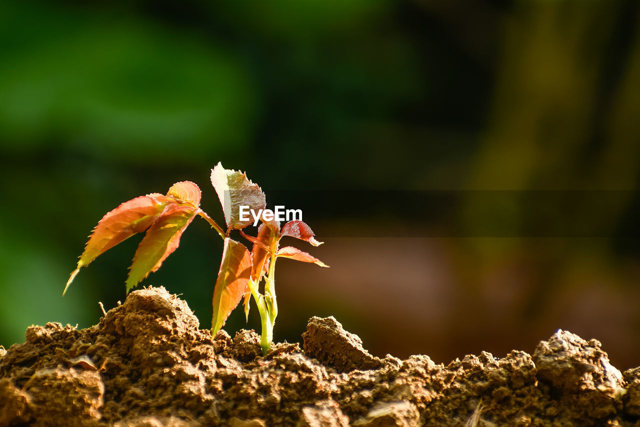 nature, macro photography, leaf, animal themes, animal wildlife, animal, flower, wildlife, close-up, no people, forest, one animal, plant, autumn, outdoors, rock, tree, environment, green, land, yellow, focus on foreground, beauty in nature, bird, day