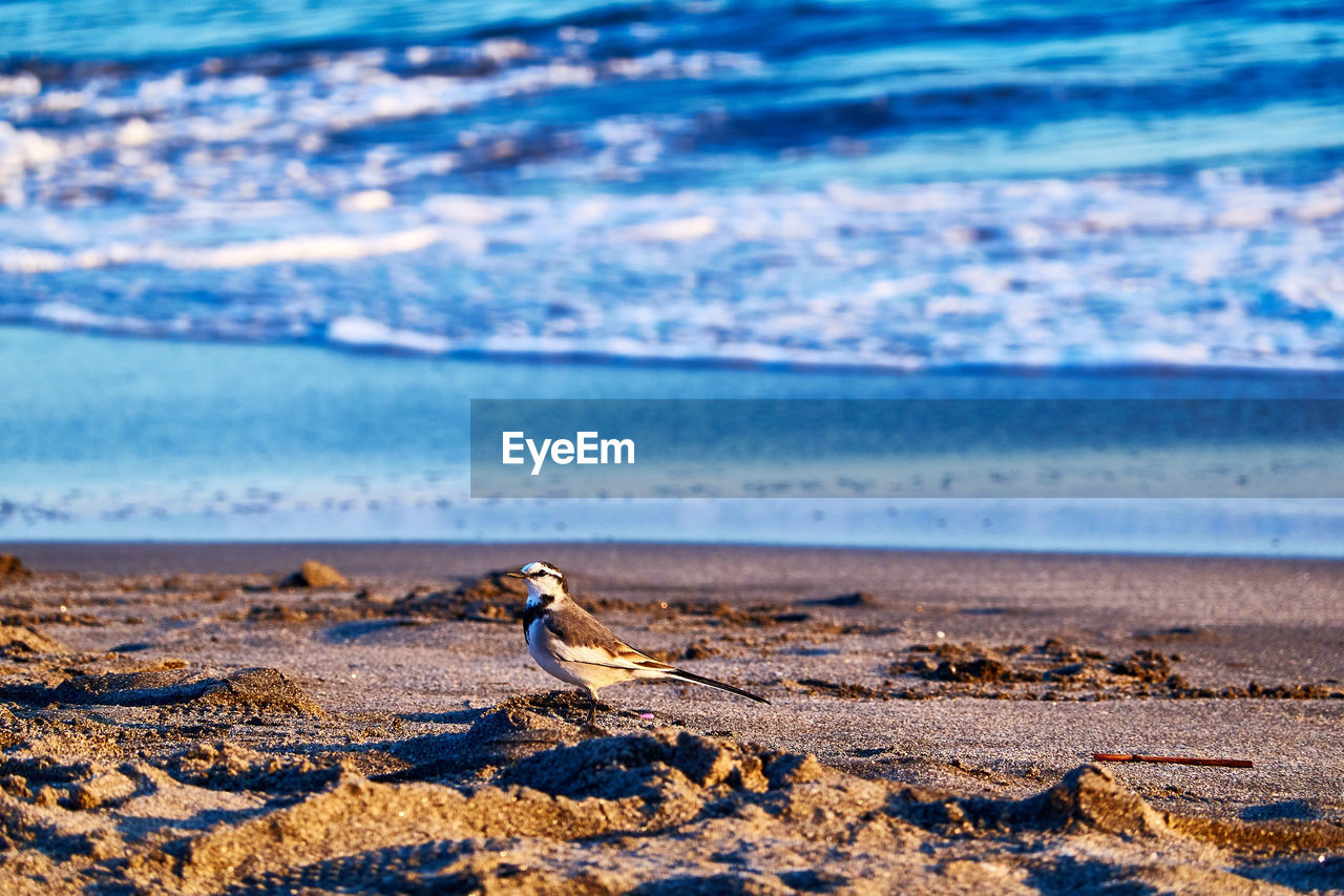 BIRDS ON BEACH
