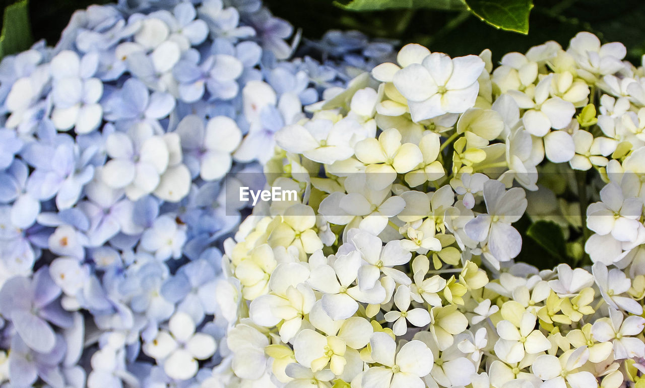 Close-up of white hydrangea flowers