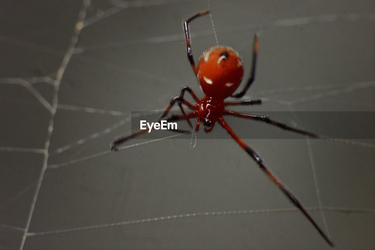 Close-up of orange spider on web