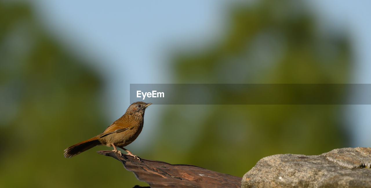 animal themes, animal, animal wildlife, bird, nature, wildlife, one animal, perching, close-up, focus on foreground, branch, beak, no people, full length, songbird, day, outdoors, side view, tree, beauty in nature, copy space, plant, rock, macro photography, green, robin, environment